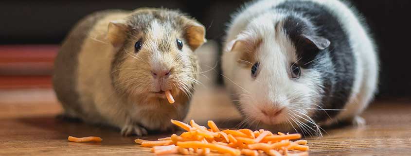 Guinea Pigs Snacking